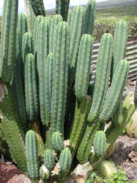 cactus de san pedro
